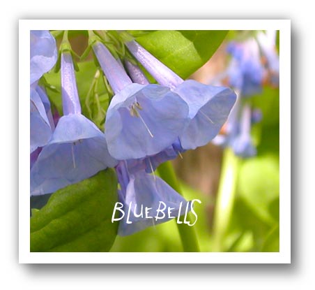 (photo - bluebells)