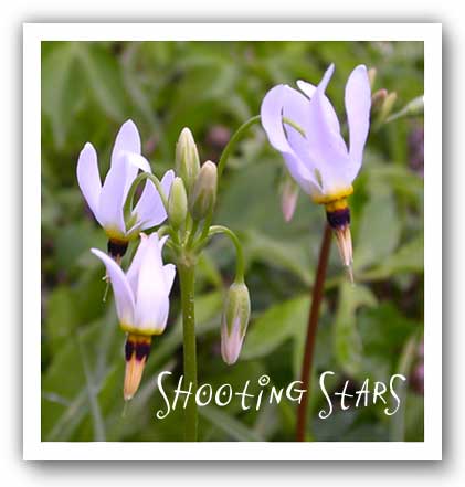 (Photo - Shooting Stars)