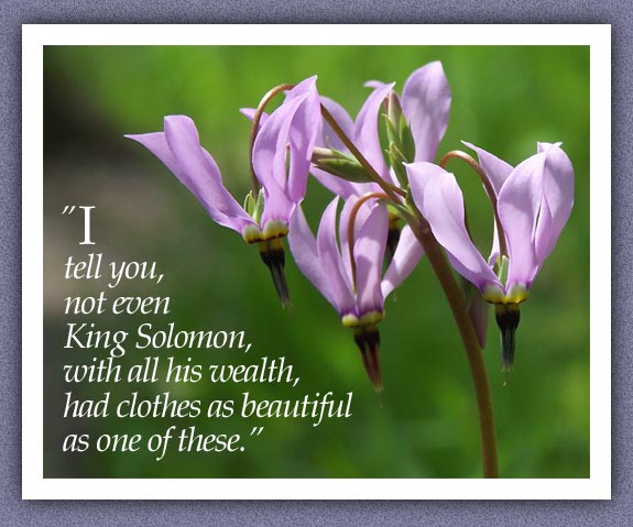 (Photo; some gorgeous shooting stars (the flower!). Jesus said, 