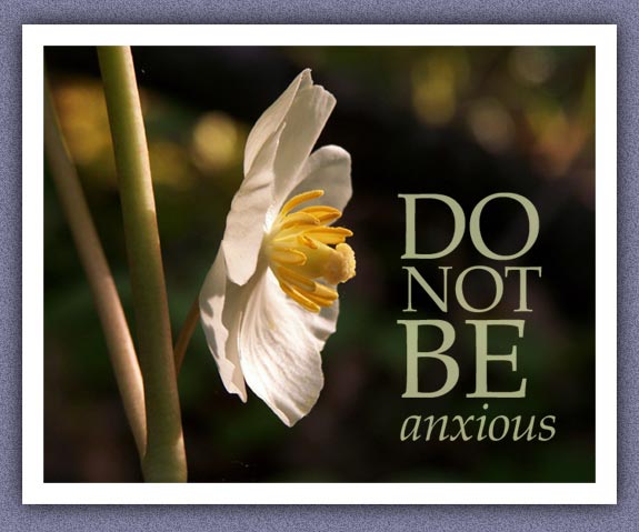 (Photo: A mayapple in the morning sun, 