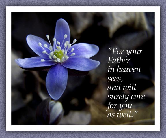 (Photo: a perfect early purple hepatica, 