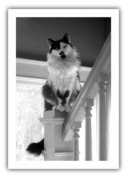 (photo Bootstrap on his post....again)