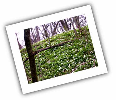 (Photo - Dutchman's Breeches everywhere!)