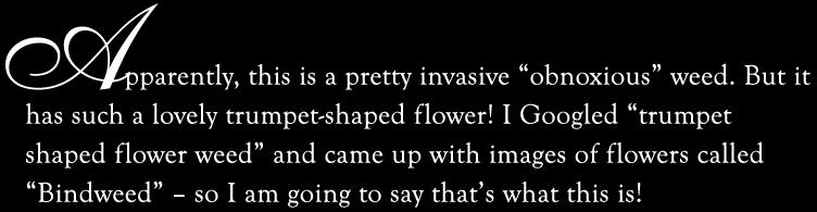 (text)