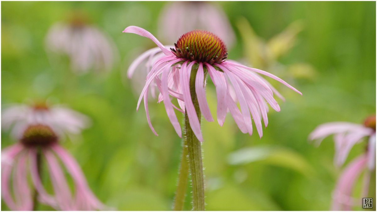 (photo: some beautiful prairie coneflowers)