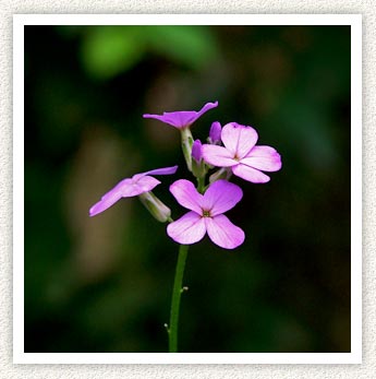 (a beautiful spring flower)