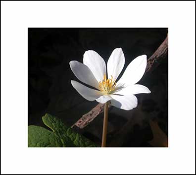 photo - bloodroot