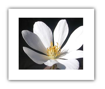 (photo - bloodroot)