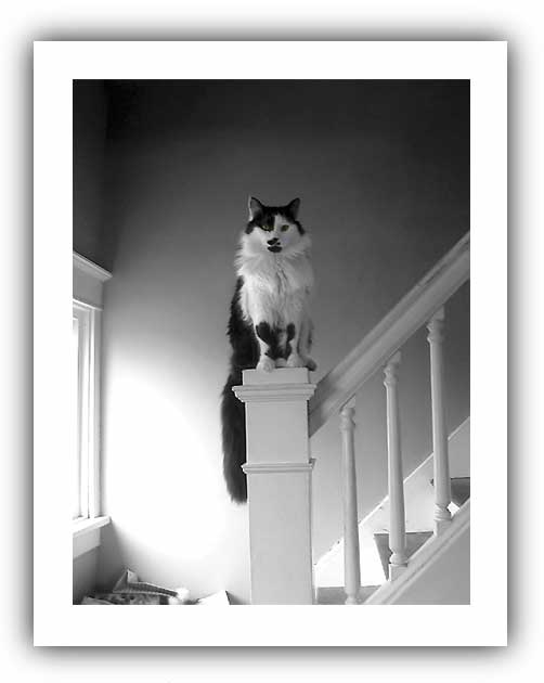 (photo - Bootstrap Bill at his post)