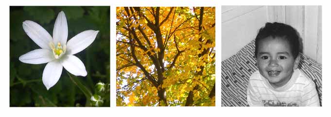 (photo collage)