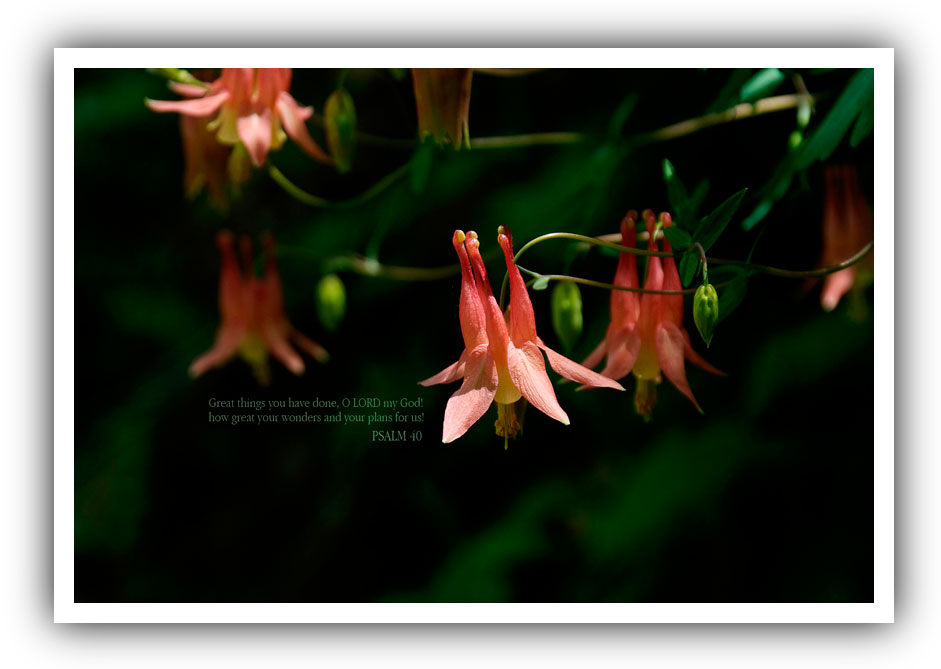 (Desktop sample No. 2)