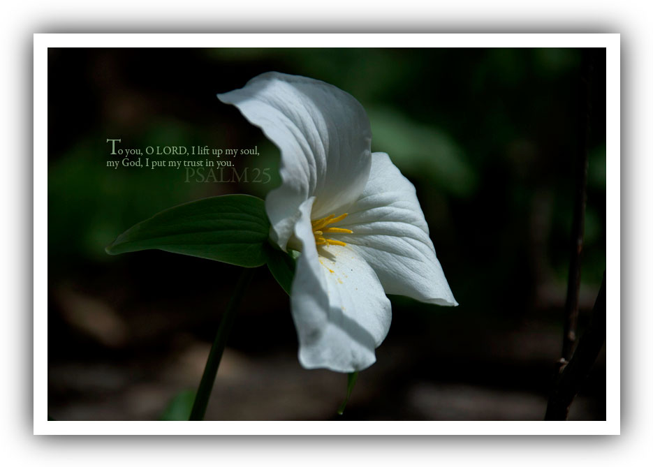 (Desktop sample No. 4)