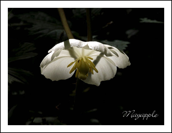 (Photo - )