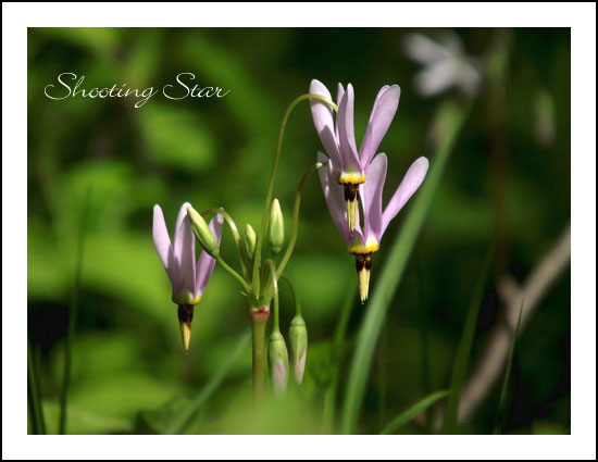 (Photo - )