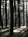 (Photo - very little, but very tall pines)