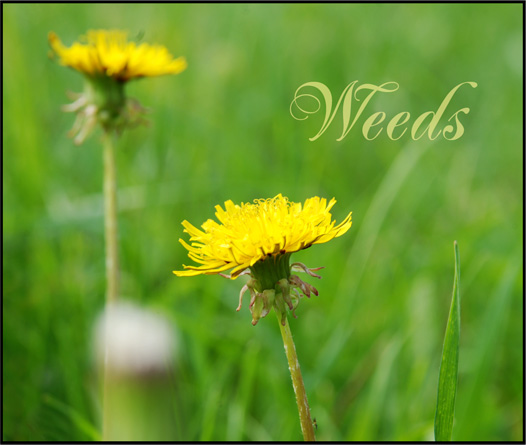 (A wonderful photo of a lowly dandelion)
