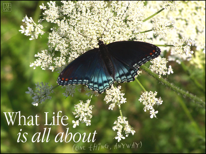 What Life Is All About